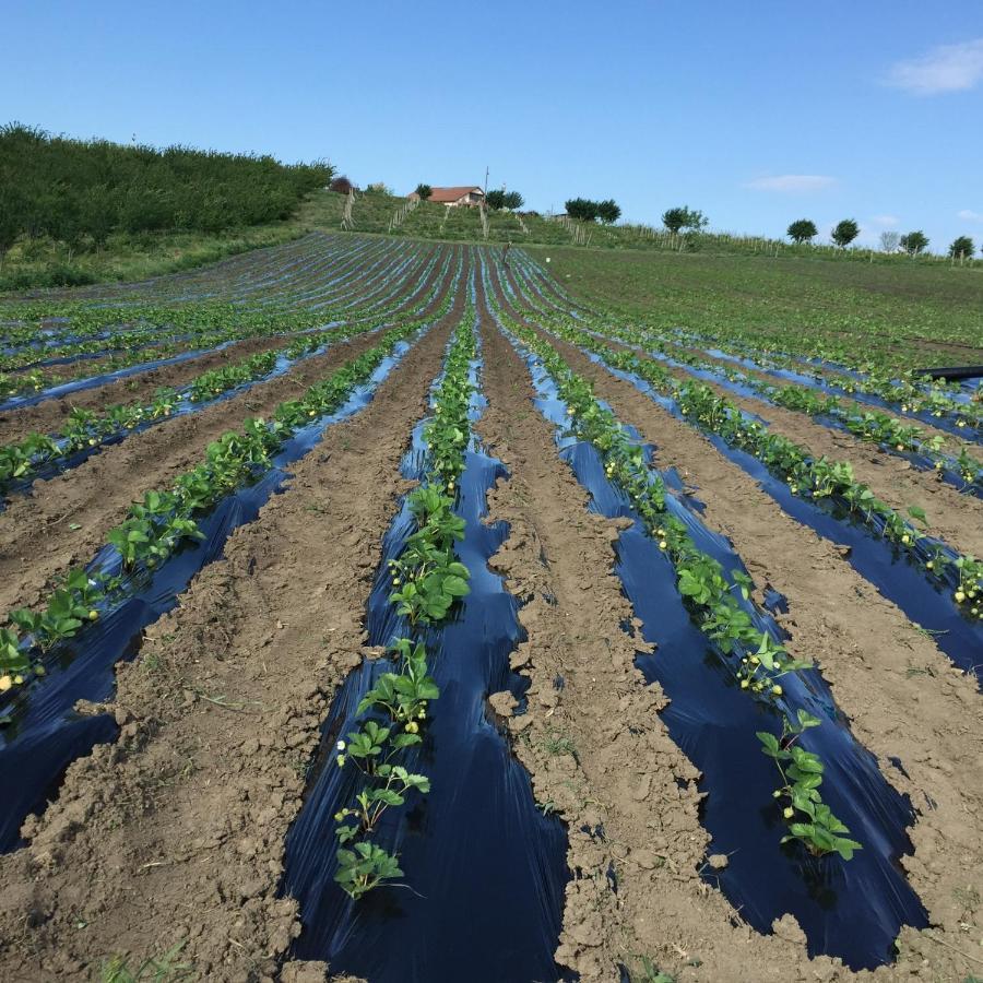 Wineyards Salin Bed & Breakfast Turda Bagian luar foto